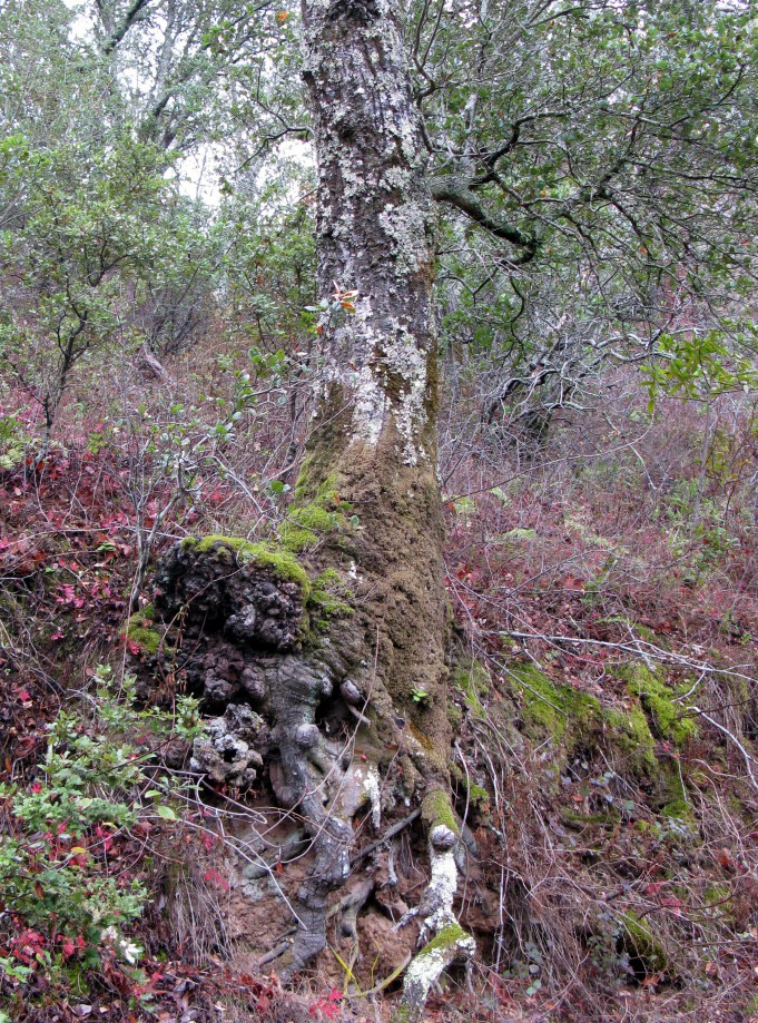Trip photo #6/18 Tree clinging to the hillside