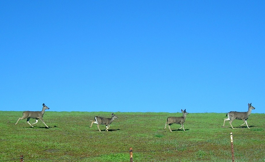 Trip photo #2/26 Deer quartet as we near Grant Park