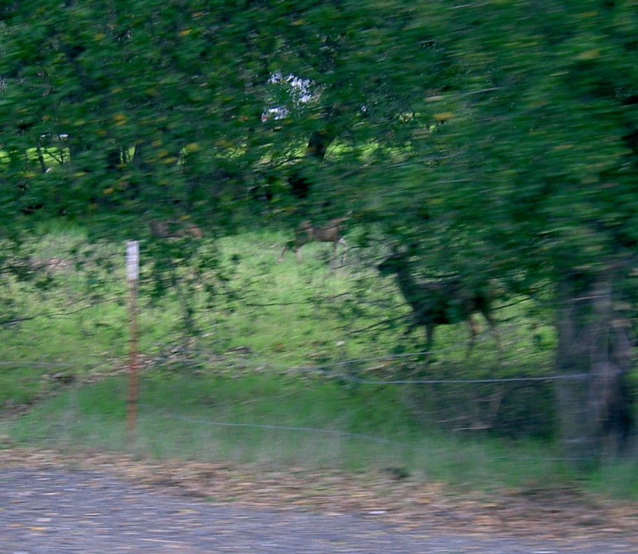 Trip photo #21/22 A few of about 10 deer by the road