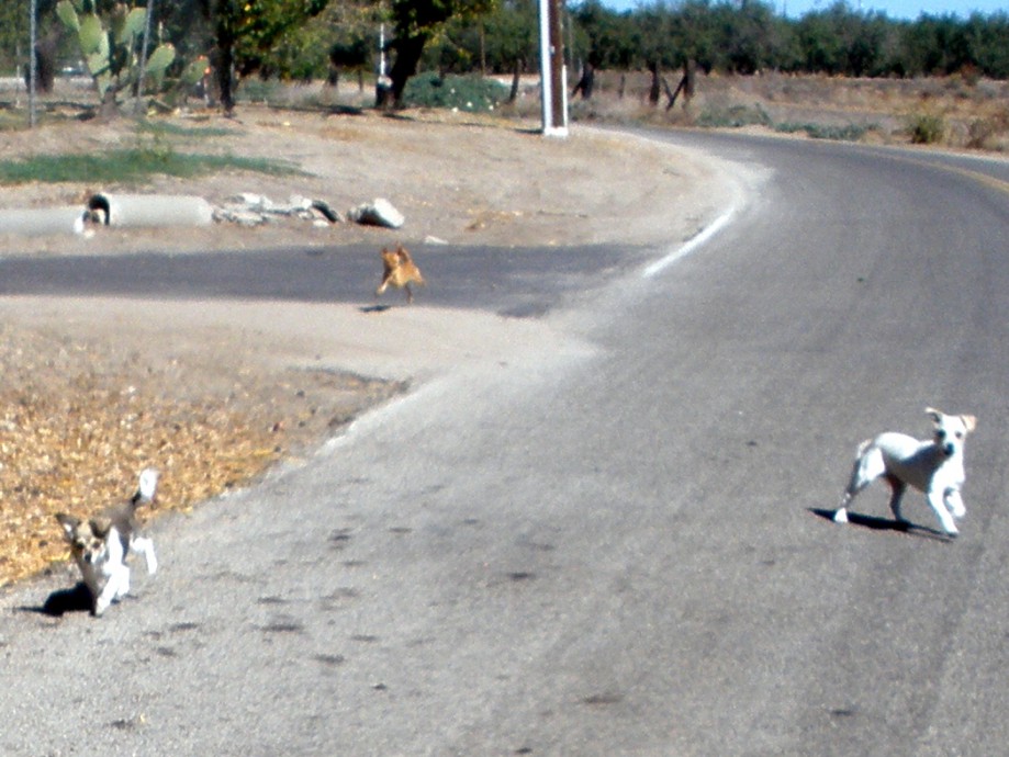 Trip photo #12/27 A few of the neighbor's pets came out to greet us as we start the second loop