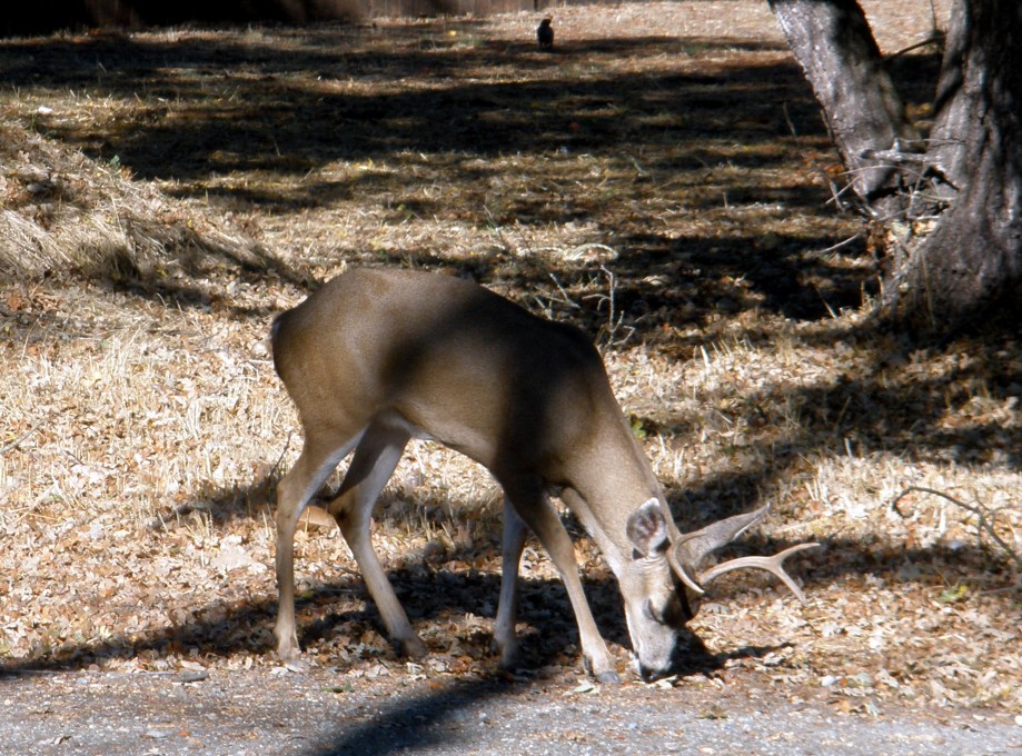 Trip photo #1/10 Young buck in Alamo