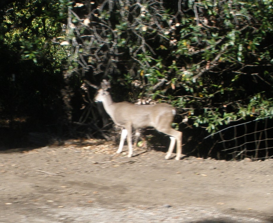 Trip photo #11/16 One of many deer we saw along Cull Canyon