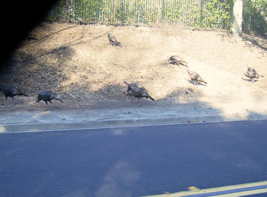 Trip photo #5/17 Turkeys along Blackhawk rd.