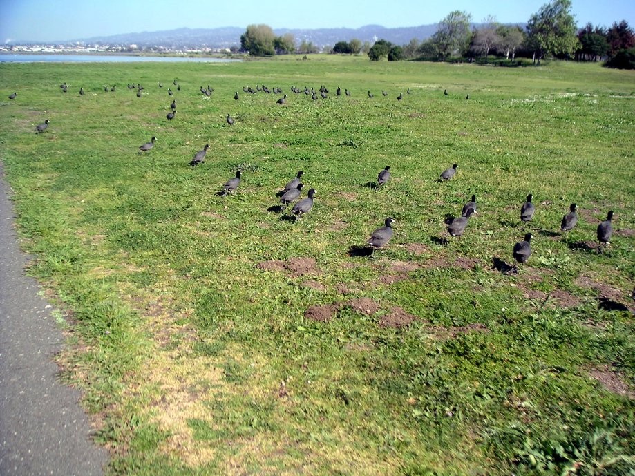 Trip photo #5/31 American Coot flock at MLK Park