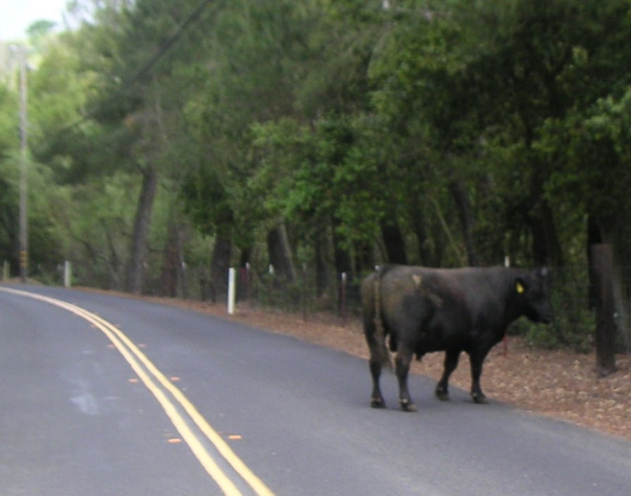 Trip photo #9/21 Road obstruction on the descent
