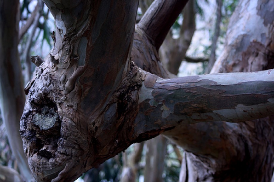 Trip photo #4/25 Blue Gum Eucalyptus Tree