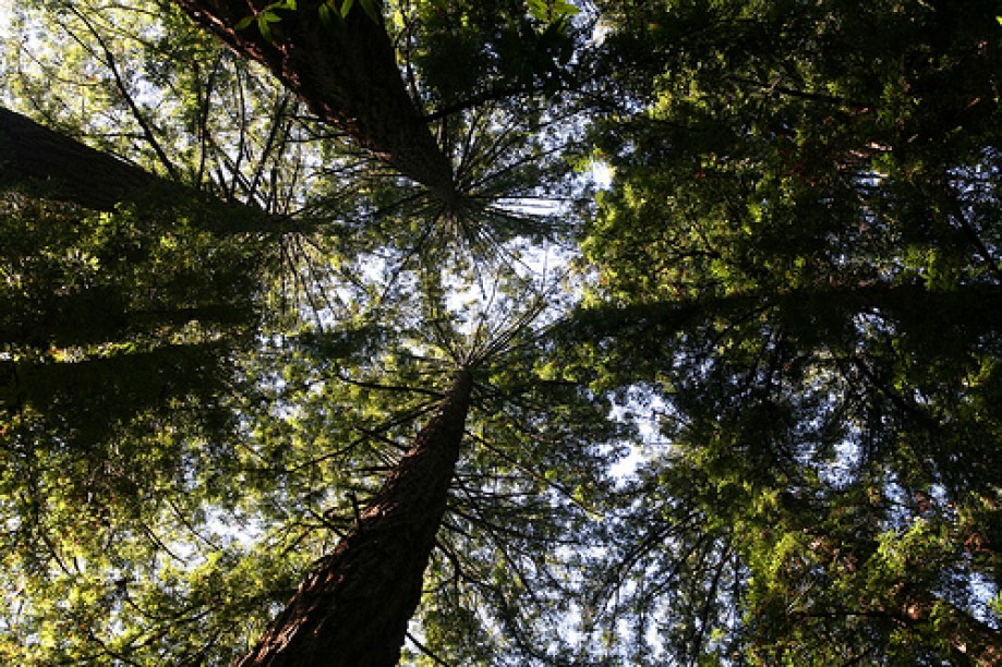 Trip photo #27/45 Standard Look Up at Redwoods View