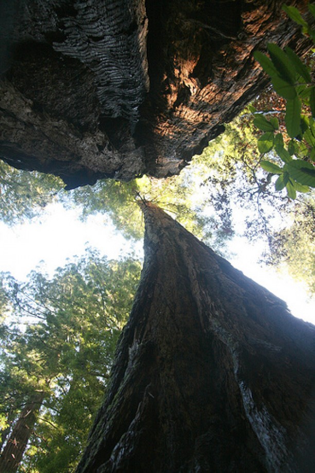 Trip photo #34/45 Looking up through a burned tree
