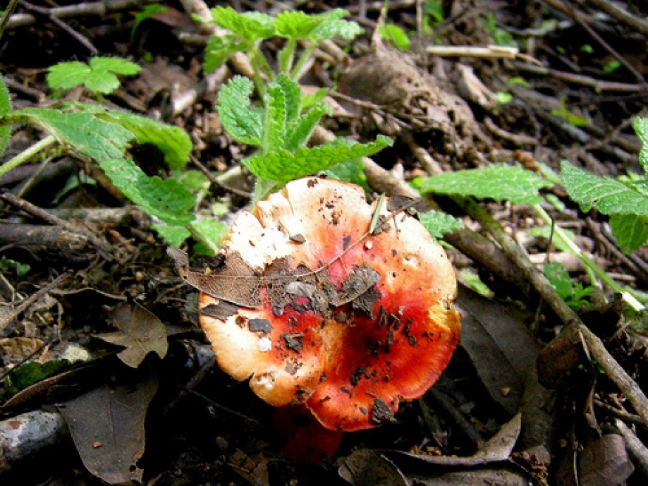 Trip photo #76/81 Red Mushroom