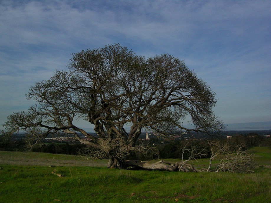 Trip photo #16/34 Live Oak with Hoover Tower in Background