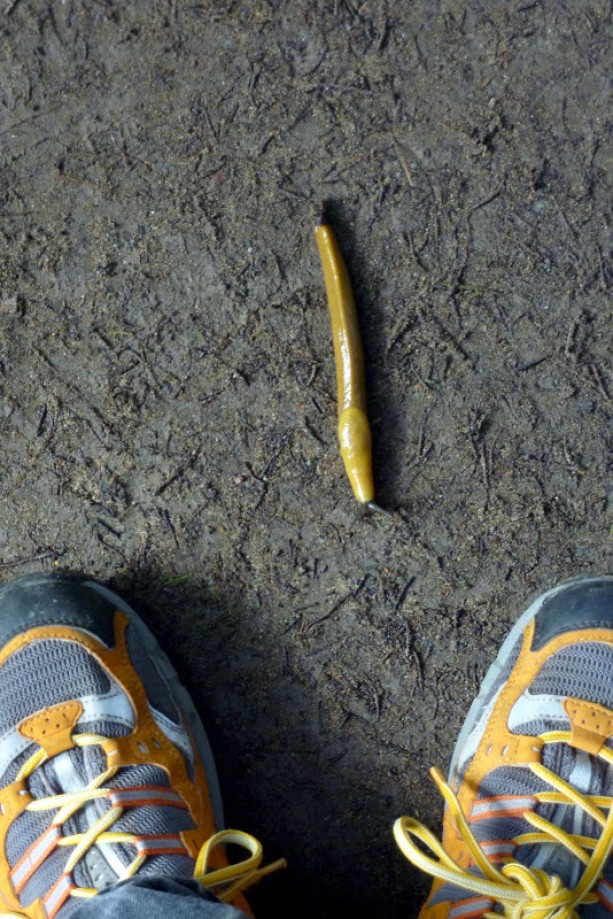 Trip photo #6/11 Banana Slug