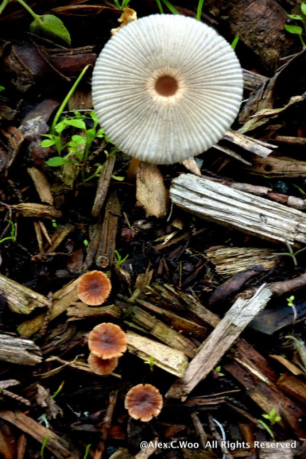 Trip photo #28/28 Some Mushrooms