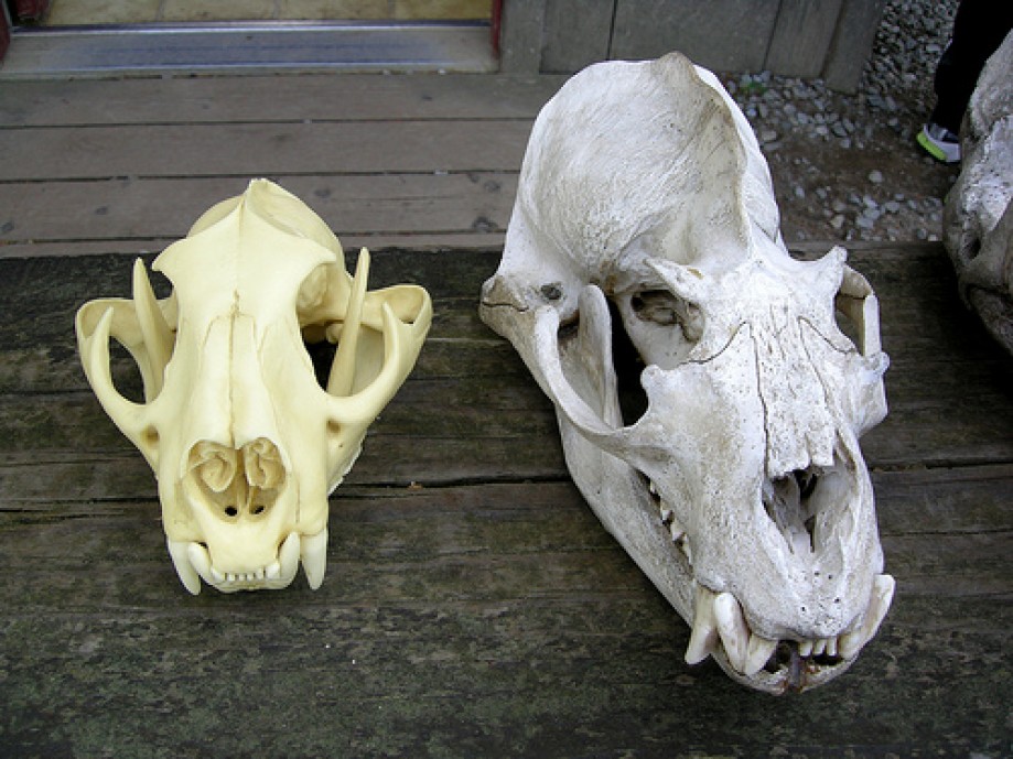 Trip photo #6/25 Elephant Seal Skulls