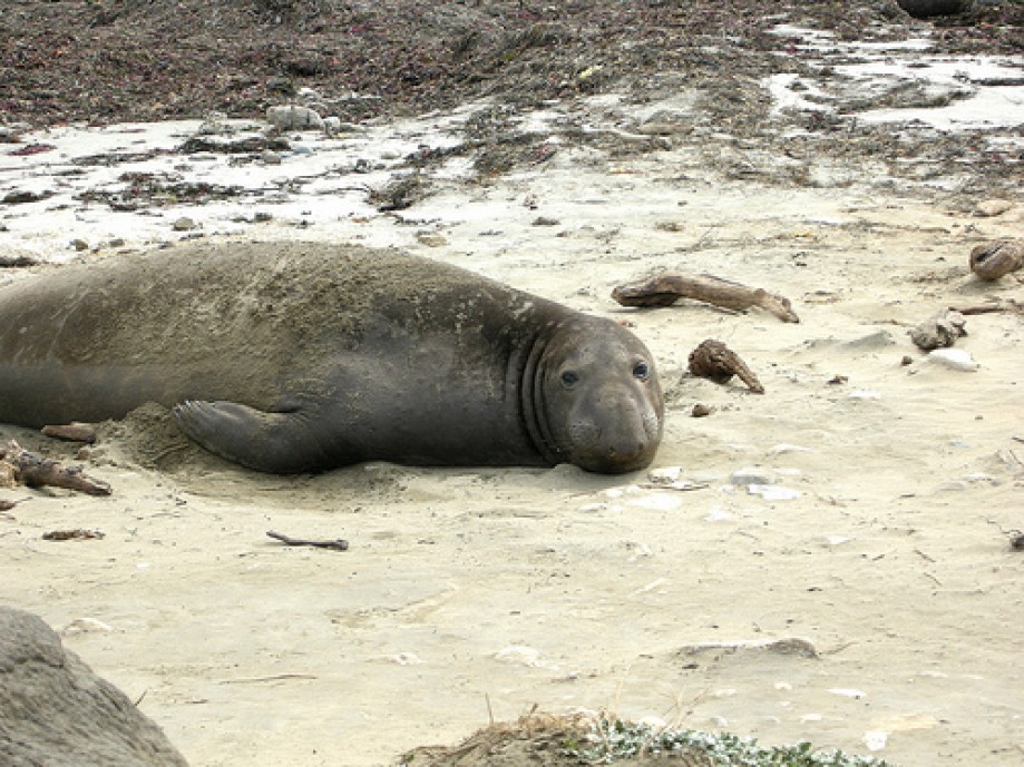 Trip photo #17/25 Male Elephant Seal