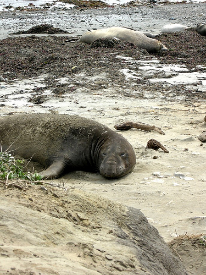 Trip photo #18/25 Perturbed Male Elephant Seal