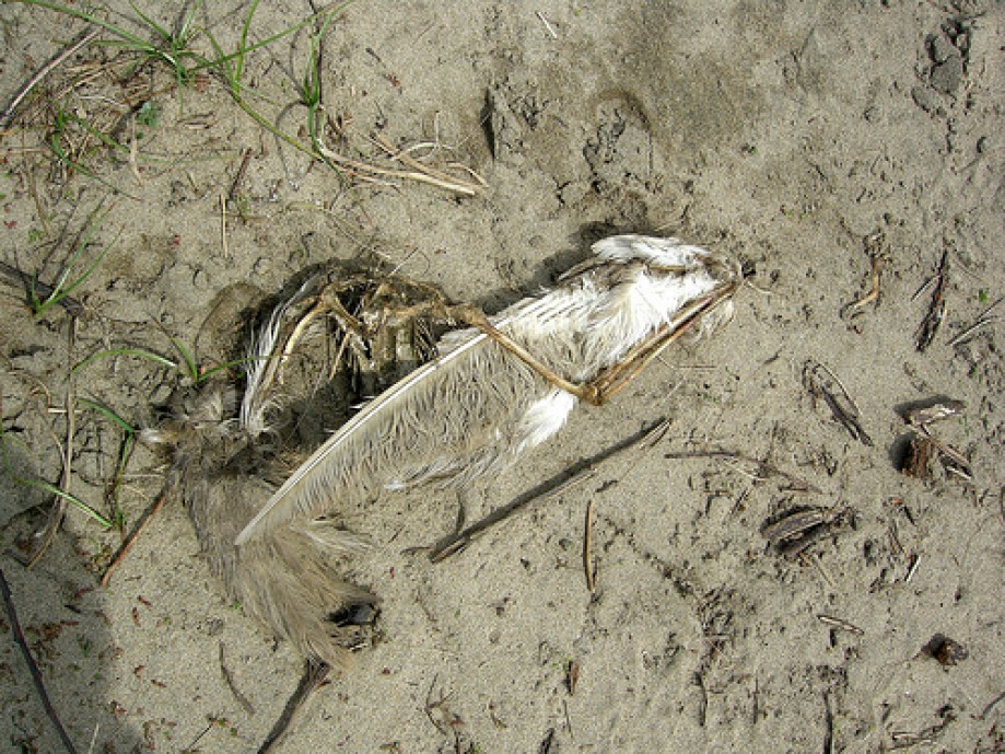 Trip photo #20/25 Dead Bird Bones