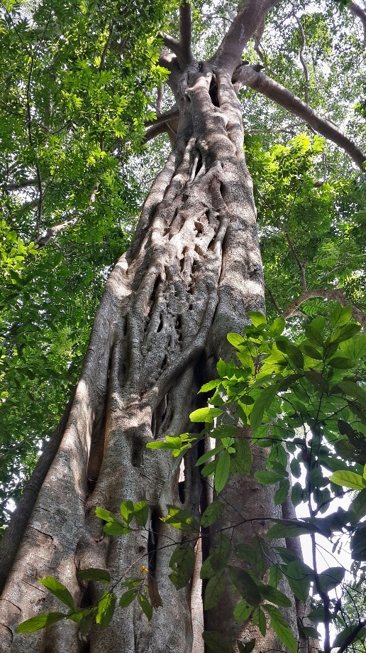 Trip photo #5/5 Strangler fig that has taken over the original tree it attached itself to.  I love these murderous guys.