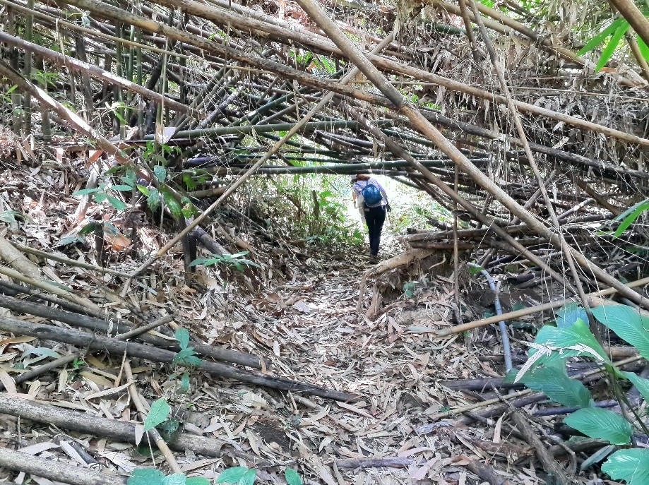 Trip photo #28/34 Lot's a lot's of fallen bamboo.  Lots of stooping over in this section.