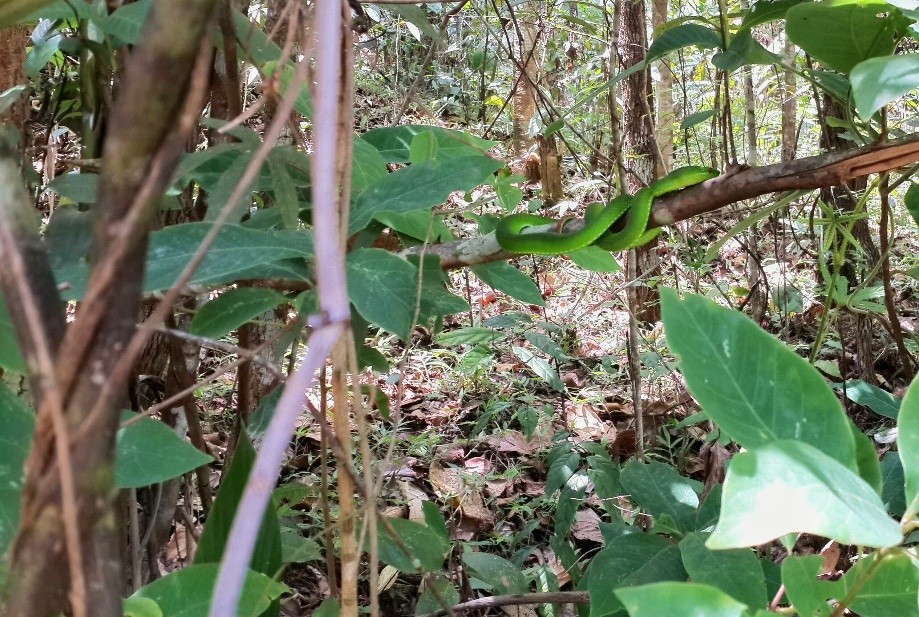 Trip photo #24/34 Pit Viper, Most poisonous snake in Thailand.  I would have loved to get closer but didn't want to die for a photo.