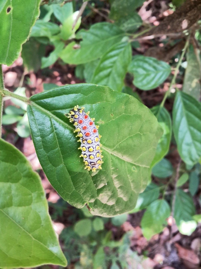 Trip photo #21/34 Really colorful caterpillars.  These guys will sting.