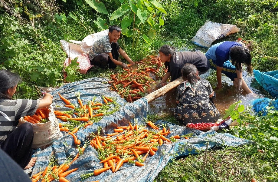 Trip photo #6/34 Locals cleaning freshly harvested carrots.  They were delicious.  We'd meet them on our way out as they were finishing.