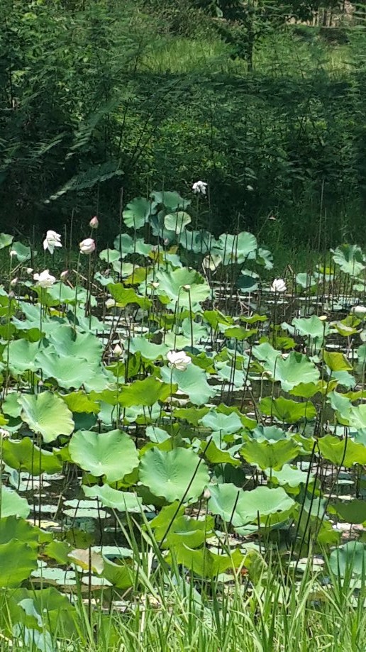 Trip photo #7/7 Waterlillies on the ride home.