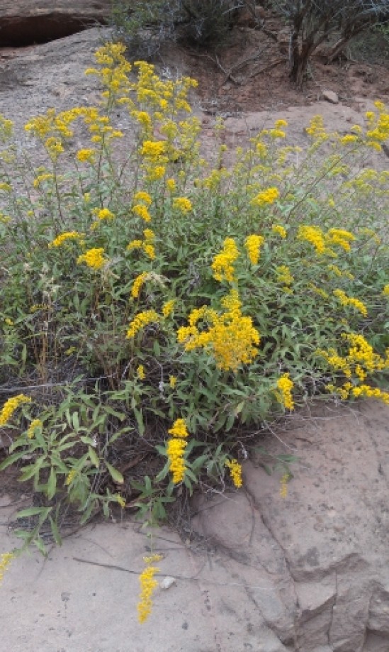 Trip photo #4/8 Yellow Wildflowers