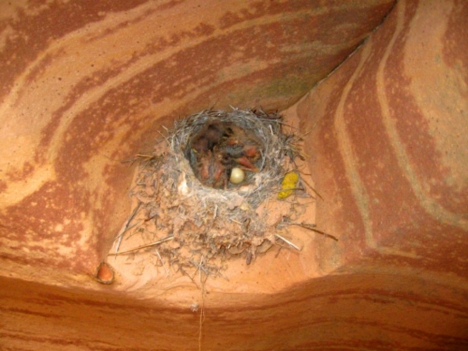 Trip photo #29/29 A bird nest with chicks