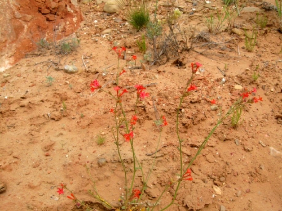 Trip photo #4/29 Wildflower: Scarlet Gilia