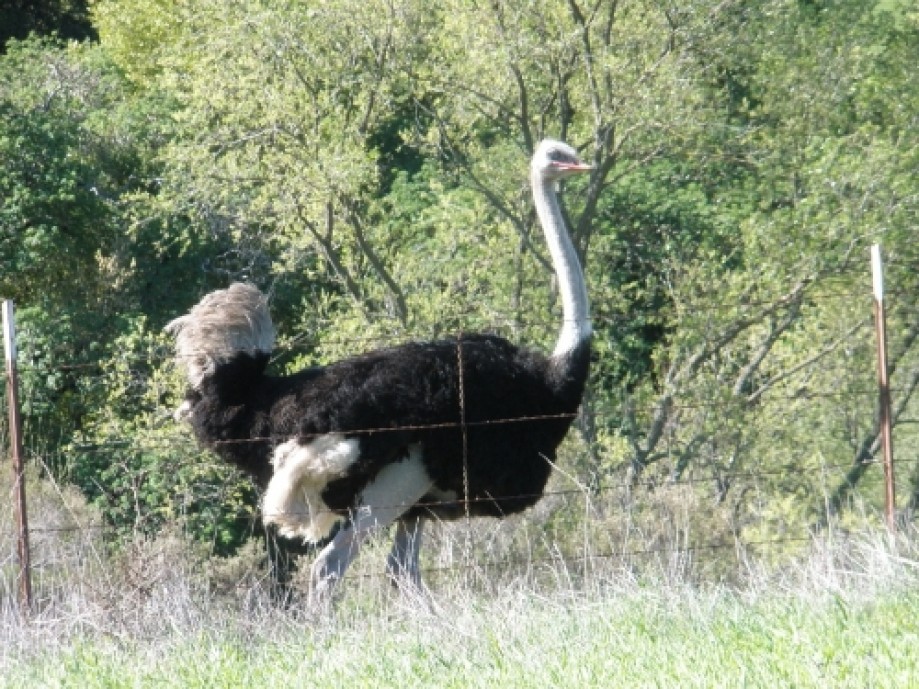 Trip photo #5/19 Ostrich on ranch along Bollinger Canyon Rd.