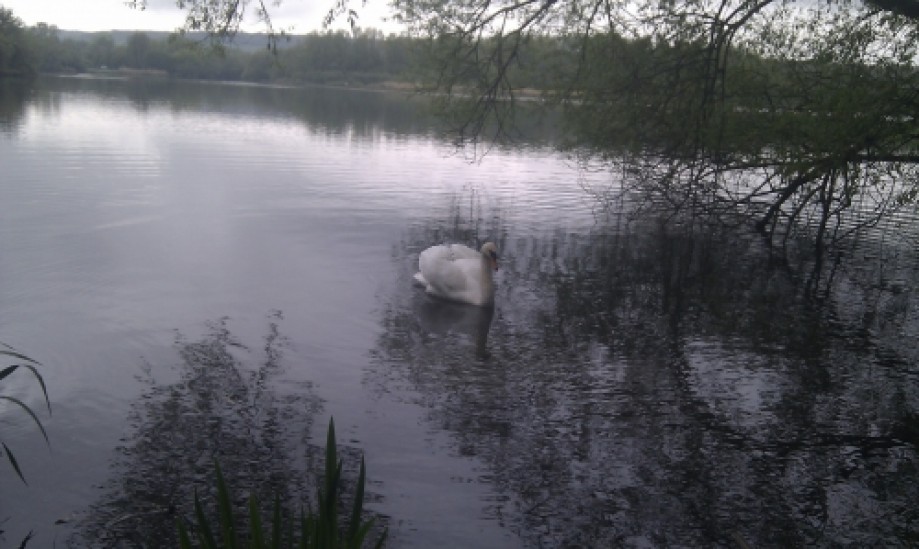 Trip photo #3/4 Swan