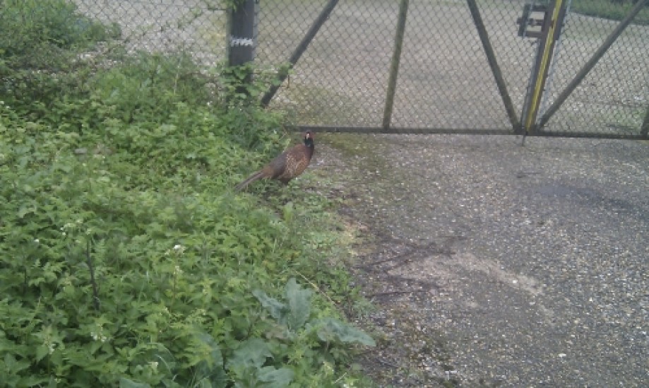 Trip photo #4/4 Pheasant