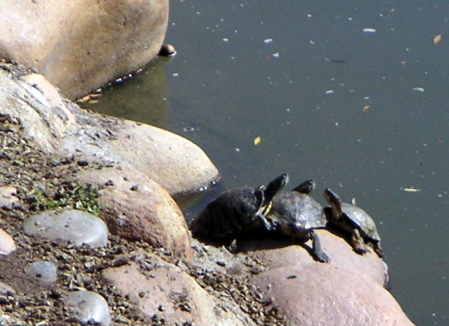 Trip photo #3/15 Turtles were gathering there too