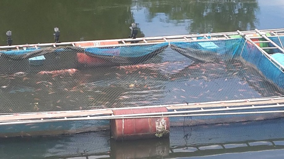 Trip photo #13/13 Fish farming in Ping River