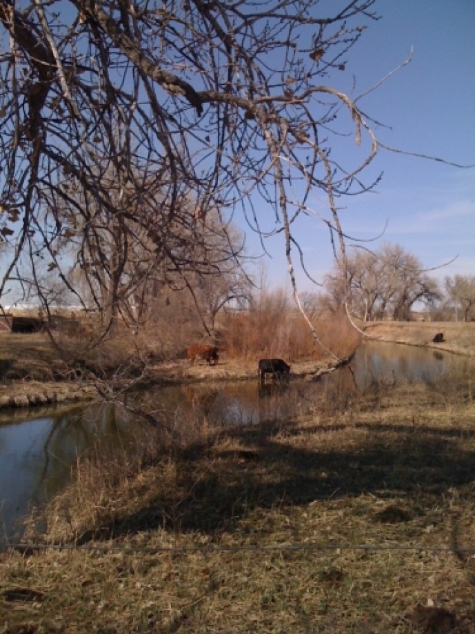 Trip photo #8/10 Cattle at the river