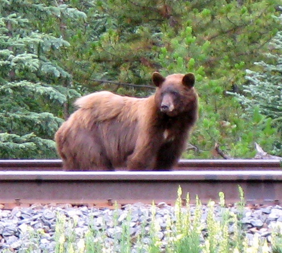 Trip photo #4/33 Bear on the train tracks