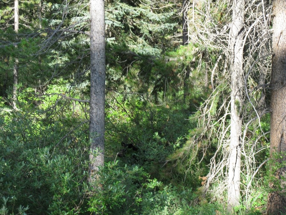 Trip photo #3/33 Head of black bear hidden in bushes