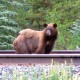 Bear on the train tracks