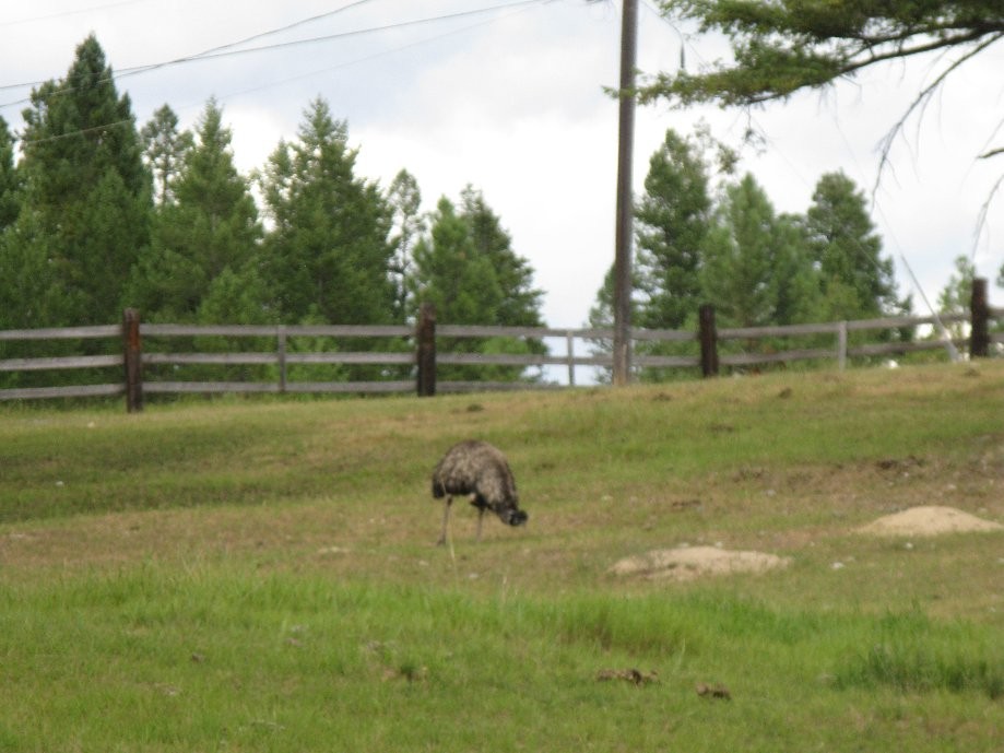 Trip photo #5/6 Emu's by the campground