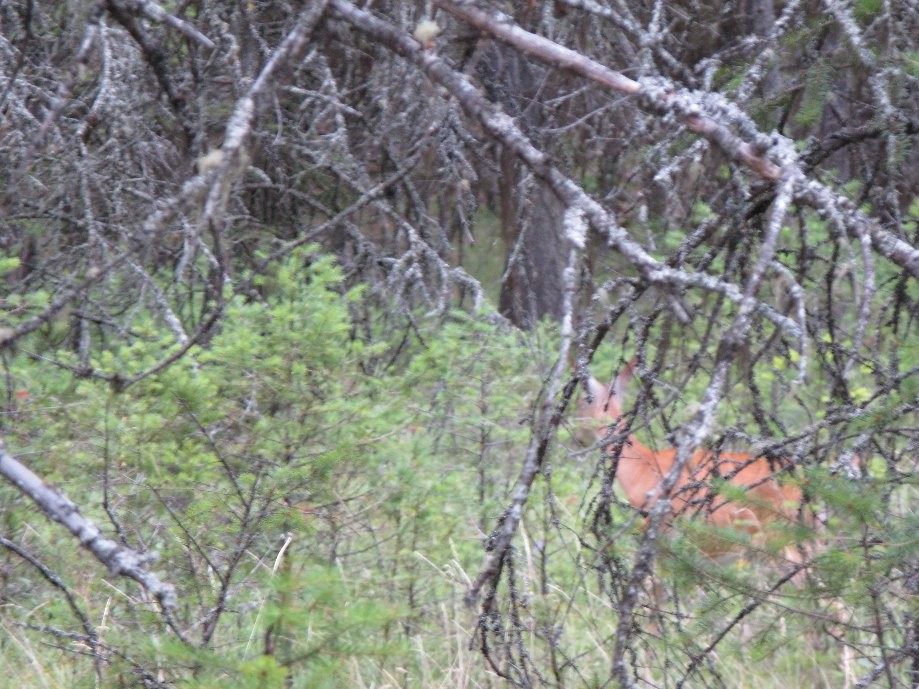 Trip photo #1/6 White tail deer in the campground
