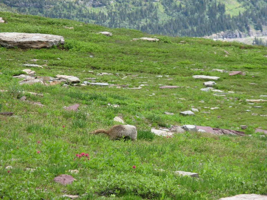Trip photo #47/56 Marmot