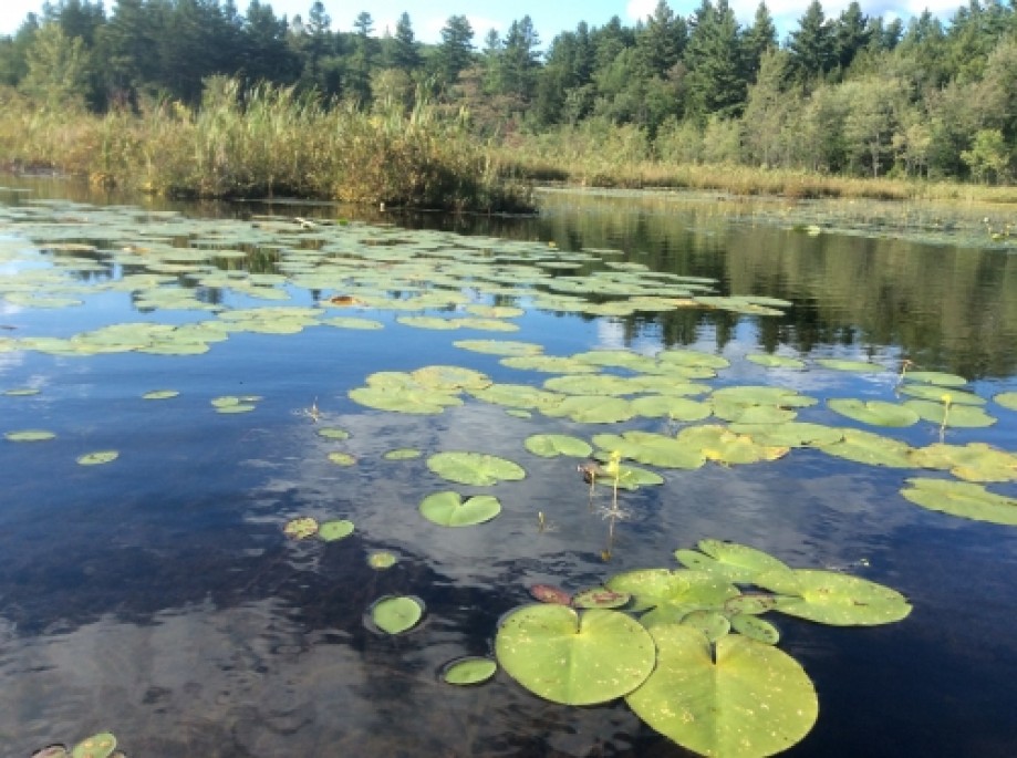 Trip photo #1/32 lily pads north end