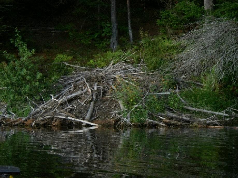Trip photo #15/32 so many beaver lodges