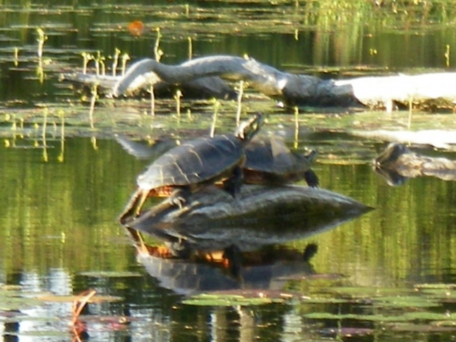 Trip photo #30/32 pair of turtles close