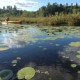 The amazing swamp