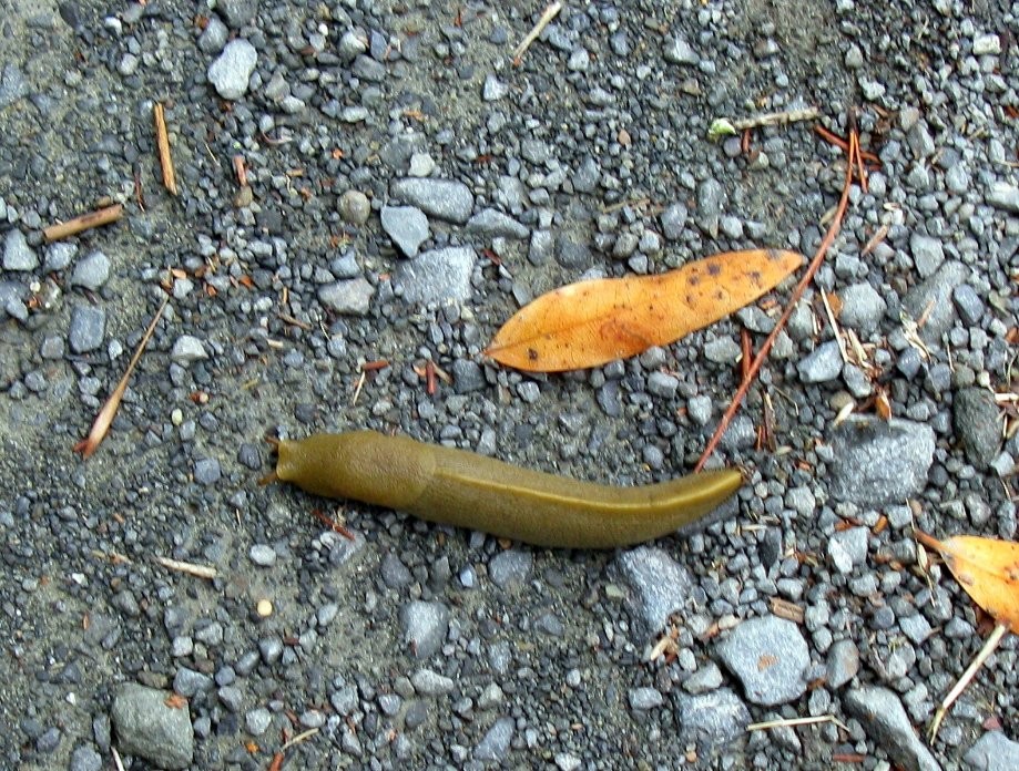 Trip photo #3/24 One of a few banana slugs out on the trails today