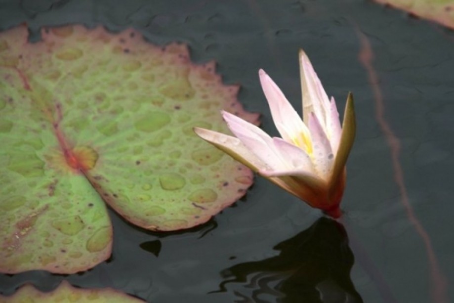 Trip photo #7/28 Water lily