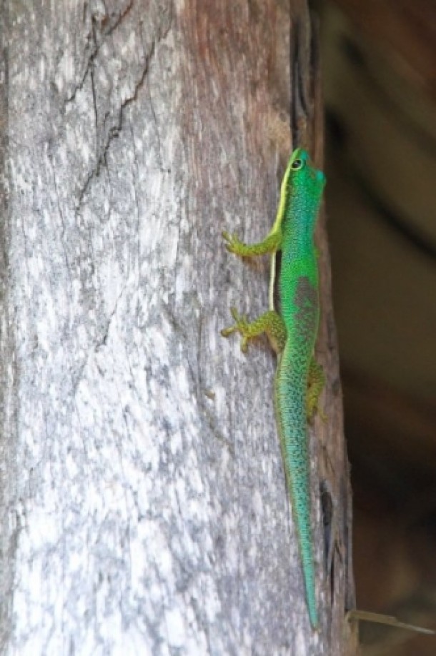 Trip photo #26/28 Gecko of Madagascar