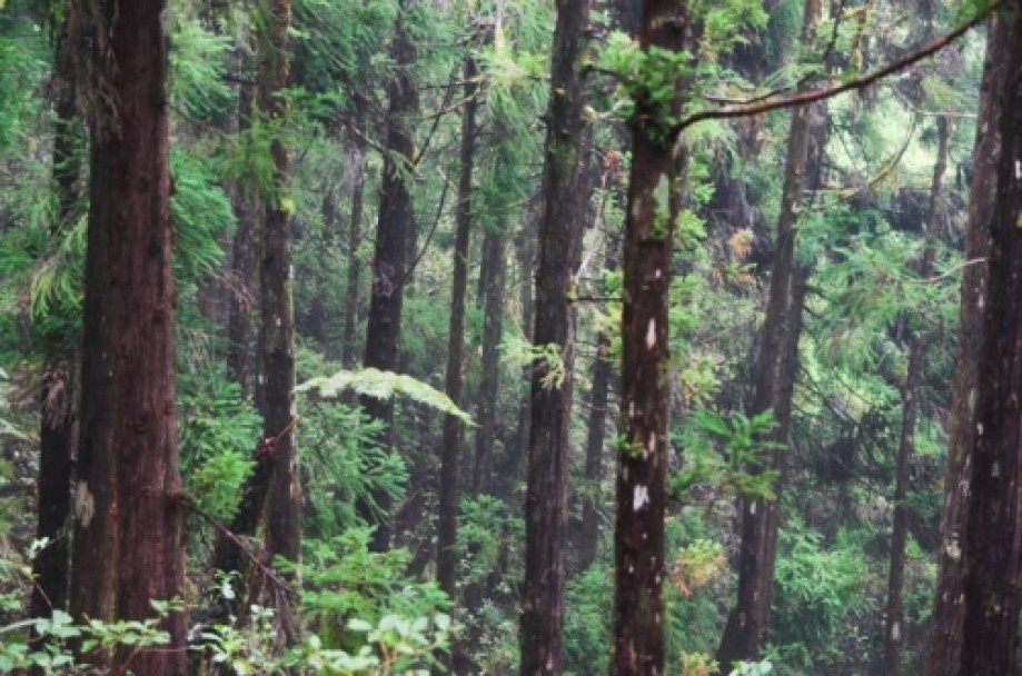 Trip photo #5/17 Cryptomeria forest