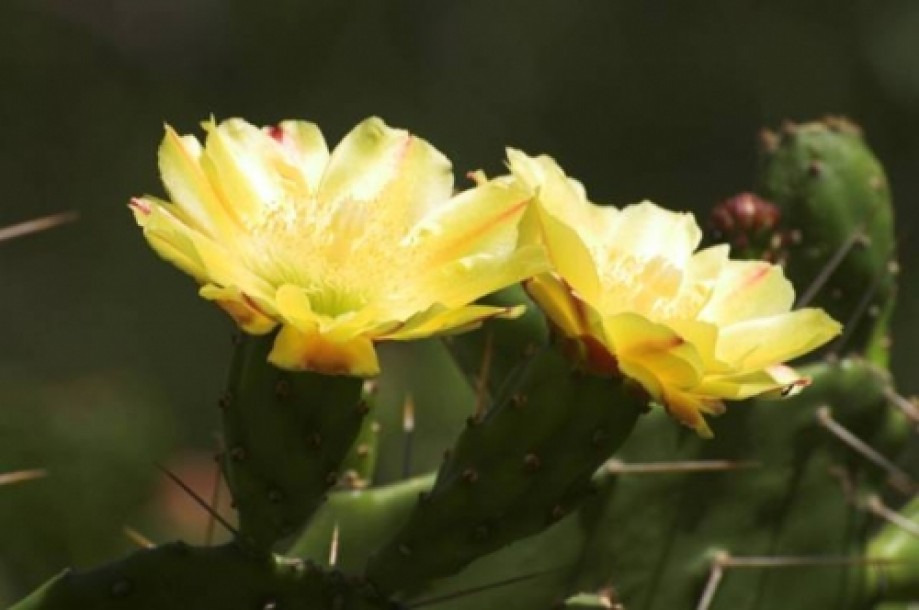 Trip photo #13/13 Cactus raquette (Figuier de Barbarie) - Opuntia ficus-indica Mill.